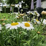 מלון Hoeve De Plei מכלן