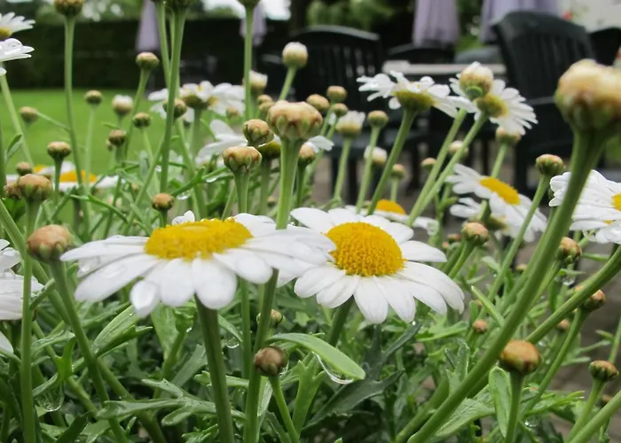 מלון Hoeve De Plei מכלן